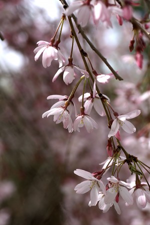 Weeping Cherry